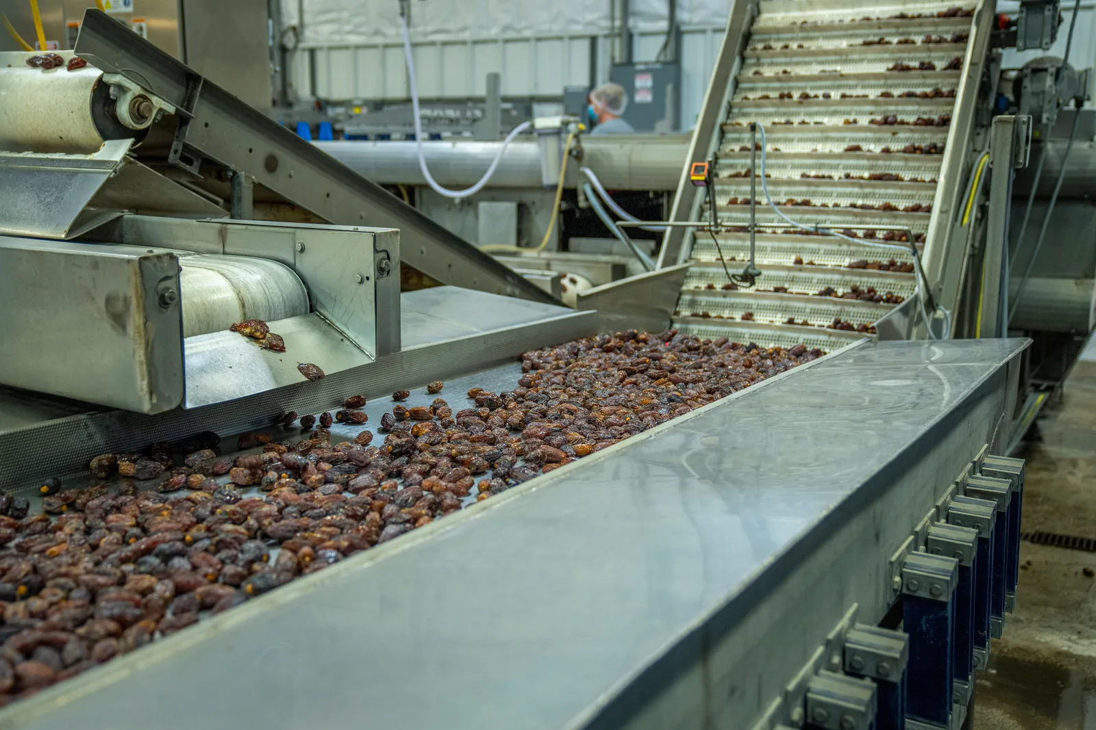 Dates moving through industrial sorting equipment