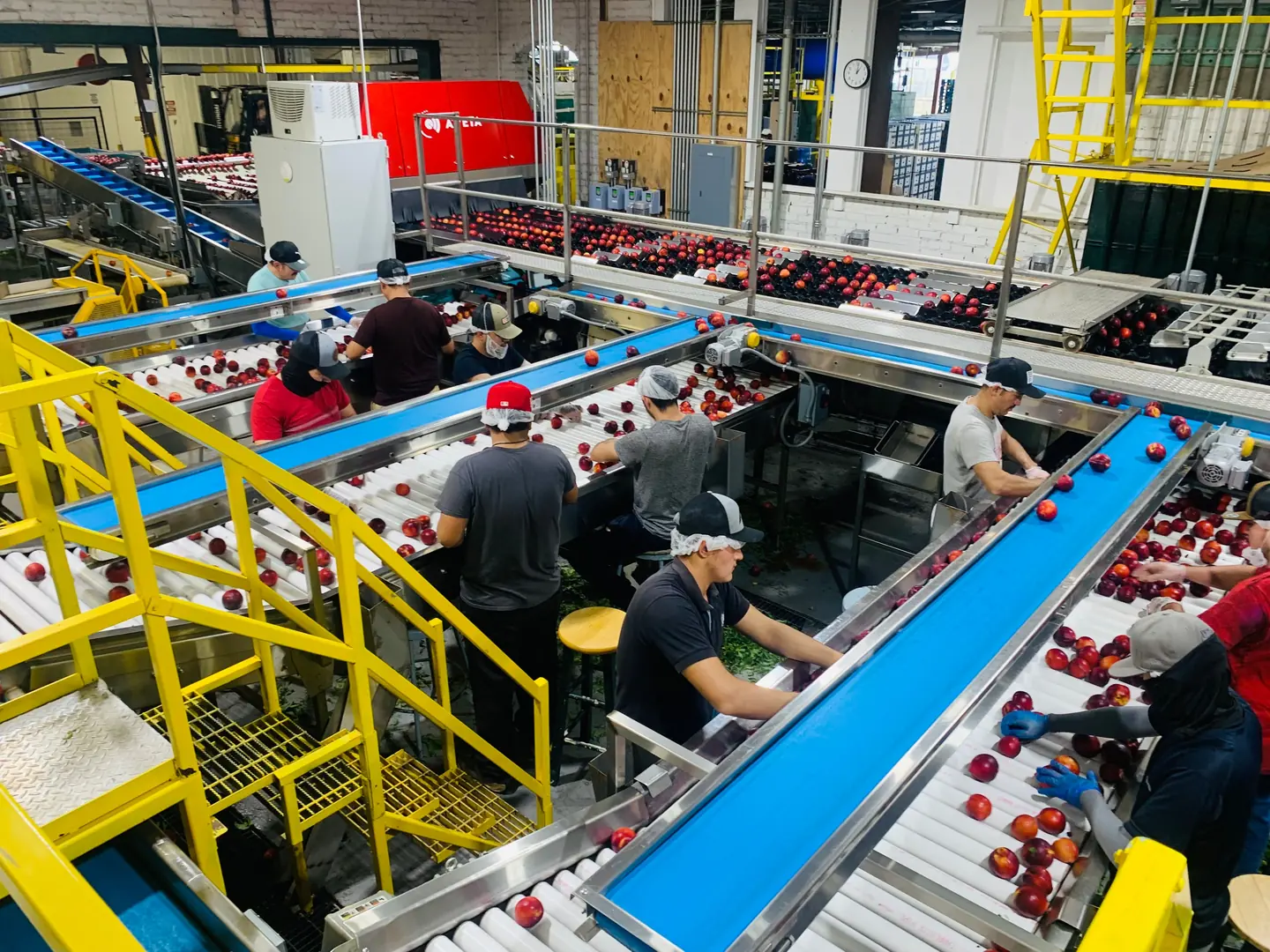 Workers sorting apples on a food production line