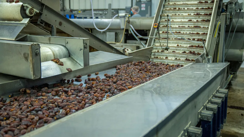 Dates moving through sorting equipment in a food production facility