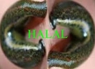 halal certification